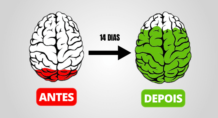Comparación Cerebro Día 0 vs Día 14